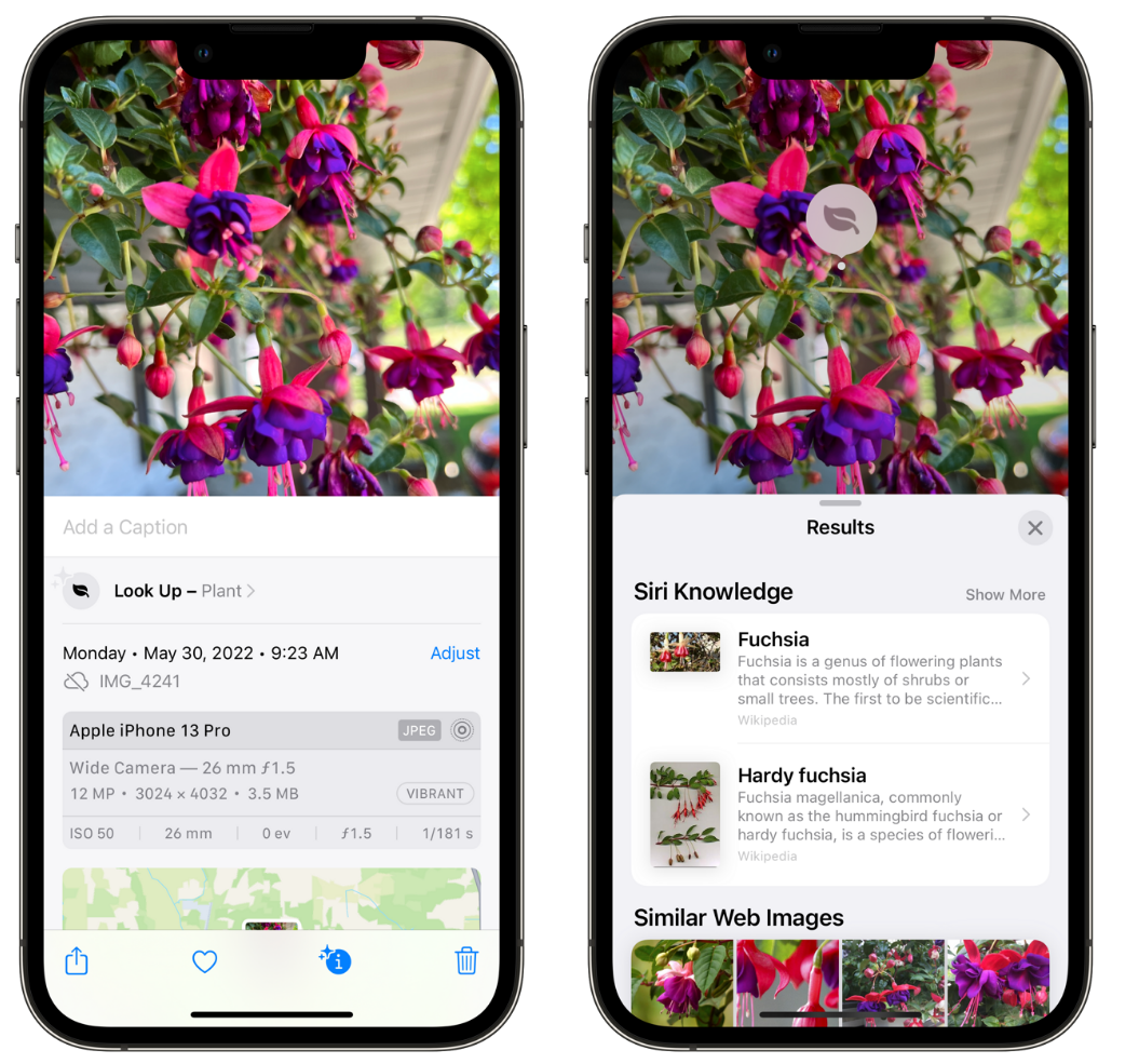 黑河苹果手机维修分享小技巧：使用 iPhone 相机识别花卉植物 